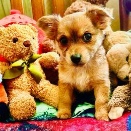 Caramel - Black sabled fawn female Chihuahua puppy in Scranton, South Carolina from The Magnolia Pawlor, LLC