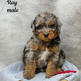 Ray - Merle male Bernedoodle puppy in Williamson, New York from Lakeside Doodles