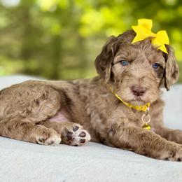 Yellow - Merle female Goldendoodle puppy in Hesperia, Michigan from Red Acres Poodles & Doodles
