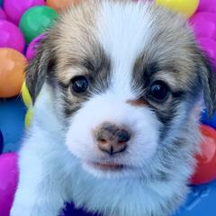 Pembroke Welsh Corgi Puppies from Pathfinder