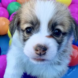 Pembroke Welsh Corgi Puppies from Pathfinder