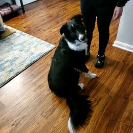 Border Collie All Grown Up from Hatfield Border Collies