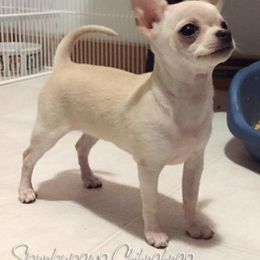 Chihuahua Puppies from Spunkypaws Chihuahuas
