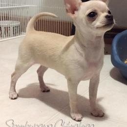 Chihuahua Puppies from Spunkypaws Chihuahuas