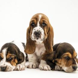 Basset Hound Puppies from Sandyhill Basset Hounds