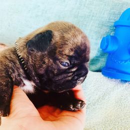 French Bulldog Puppies from Frenchie Paws