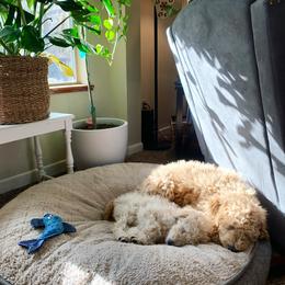 Goldendoodle Puppies from High Desert Goldendoodles