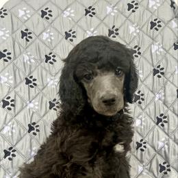 Brown Boy - Silver male Poodle puppy in East Wenatchee, Washington from Stylish Standards