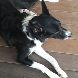 Dawn - Border Collie