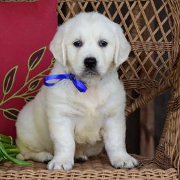 Golden Retriever Puppies from Rockinbfarms