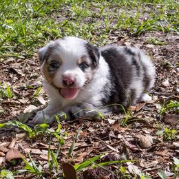 Bubba Blue - Blue merle male Miniature Australian Shepherd puppy in Myakka City, Florida from Gable A Aussies