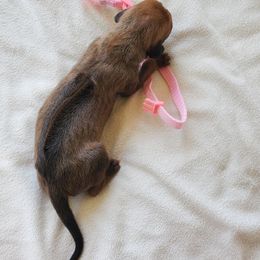 Rhodesian Ridgeback Puppies from Monarch Rhodesian Ridgebacks