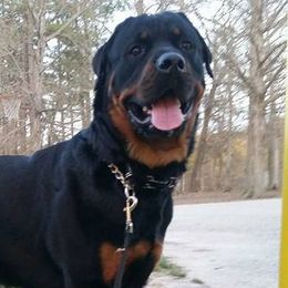 Rottweilers from GHK Grind Hard Kennels