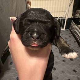 Green collar - Black and tan male Cocker Spaniel puppy in Cincinnati, Ohio from Abundance of Joy LLC Cocker Spaniels