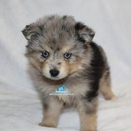 Pomsky Puppies from Mischa Nelson