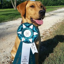 American Bully and Labrador Retriever All Grown Up from RBR Kennel-Ross Bullies & Retrievers