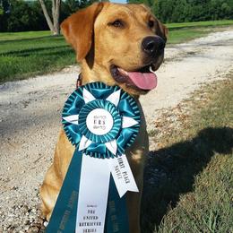 American Bully and Labrador Retriever All Grown Up from RBR Kennel-Ross Bullies & Retrievers