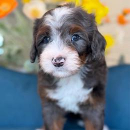 Gavin - Tri-color male Bernedoodle puppy in Yuciapa, California from AlltheDoodlez_
