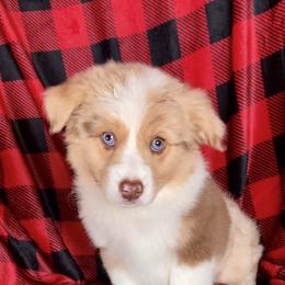 Ashe - Red merle Miniature Australian Shepherd puppy in Bethel Springs, Tennessee from GoodnYoung Farms