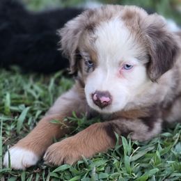 Spinnerbait - Red merle male Miniature Australian Shepherd puppy in Paris, Texas from Blue Envy Mini Aussies