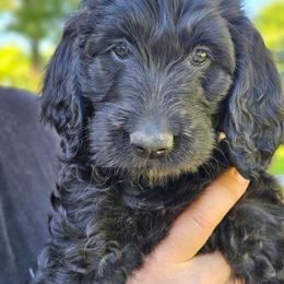 Dolly - Black female Double Doodle puppy in Jeddo, Michigan from Bert's Doodles