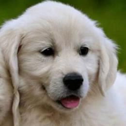 Golden Retrievers from Creek's Edge Goldens