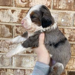 Jay - Blue merle male Bernedoodle puppy in Austin, Texas from Boutique Bernedoodles & Co.