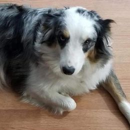 Bandit - Australian Shepherd