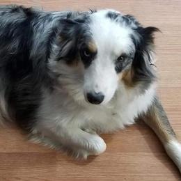 Bandit - Australian Shepherd