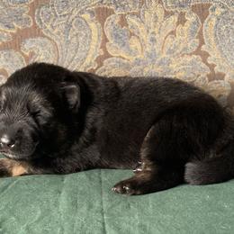 Green collar boy - Black and red male German Shepherd puppy in Coleta, Illinois from Four Leaf Farm- Vom Vierblättriges Bauernhof
