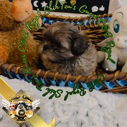 Chihuahua and Shih Tzu Puppies from C&E Royal Shih Tzu
