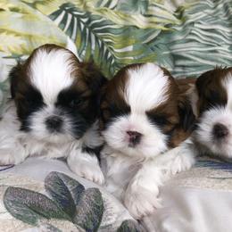 Shih Tzu All Grown Up from Svitlana Geist