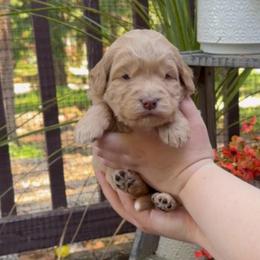 Dorthy - Red  female Goldendoodle puppy in Portland, Oregon from Sandy Creek Bernedoodles