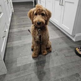 Goldendoodle Puppies from Westmorelandislandpups