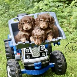 Dachshund Puppies from Bald Mountain Dachshunds
