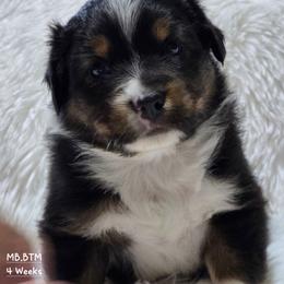 MB.BTM - Black tri male Miniature Australian Shepherd puppy in Deer Lodge, Tennessee from KSH Aussie Haven