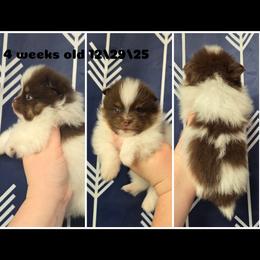 Teddy - Chocolate parti male Pomeranian puppy in Creswell, North Carolina from Grace's Poms🐾💕