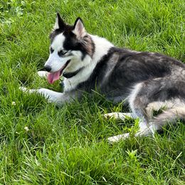Bella - Siberian Husky