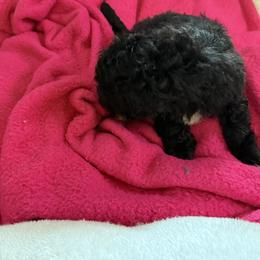 Maltipoo Puppies from Kirksey Texas Elite Maltidoodles