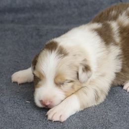 Uno - Red merle male Australian Shepherd puppy in Mount Sterling, Ohio from Northern Lights Working Dogs