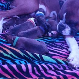 Boxer Puppies from Nikki's Boxers
