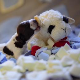 German Shorthaired Pointer Puppies from Aisling