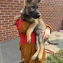 Waldo - Sable male German Shepherd puppy in Gainesville, Georgia from Vom Haus Schair-Finest Working line German Shepherd Puppies