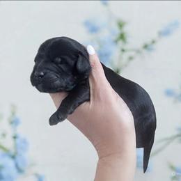 Blue - Black male Goldendoodle puppy in Byron, Georgia from Southern Olive Doodles 🫒