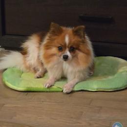 Vixie - Pomeranian