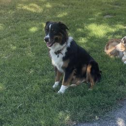 Tulsa - Australian Shepherd