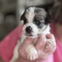 Boo - White and tan female Russell Terrier puppy in Viper, Kentucky from Mountain Top
