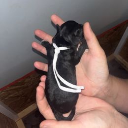 White Collar - Black male Schnoodle puppy in Winchester, Tennessee from Mahaffey’s Doodles