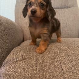 Muffin - Dapple female Dachshund puppy in Arthur, Illinois from Chupp’s Puppies