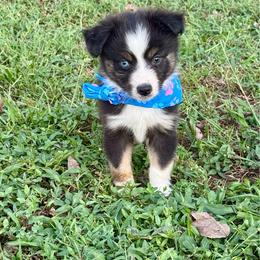 Boy 3 - Black tri male Toy Australian Shepherd puppy in Puryear, Tennessee from A&W Toy Aussies